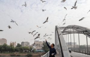 موافقت با پیشنهاد منع تردد وسایل نقلیه روی پل سفید اهواز